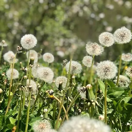 Dom wakacyjny Wellness House Svjetlost